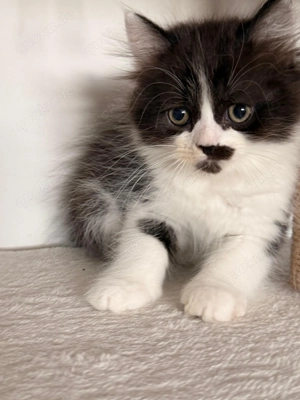 Katze sucht liebesvolles Zuhause