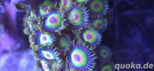 Krustenannemone