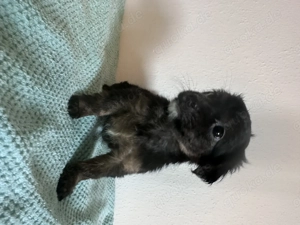  Maltipoo-Welpen   ideal für Allergiker & Familien  Bild 3