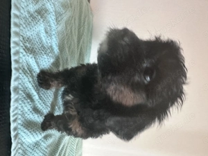  Maltipoo-Welpen   ideal für Allergiker & Familien  Bild 2