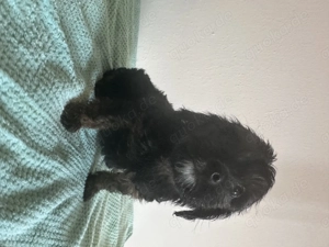  Maltipoo-Welpen   ideal für Allergiker & Familien  Bild 7