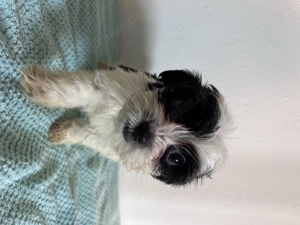  Maltipoo-Welpen   ideal für Allergiker & Familien  Bild 6