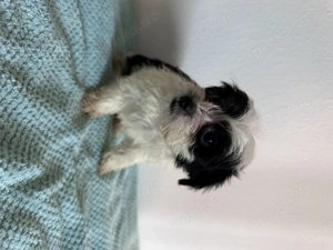  Maltipoo-Welpen   ideal für Allergiker & Familien  Bild 5