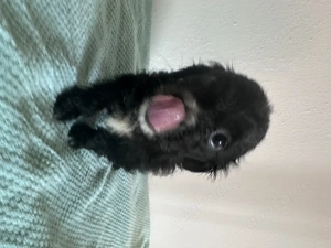  Maltipoo-Welpen   ideal für Allergiker & Familien  Bild 4