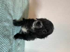  Maltipoo-Welpen   ideal für Allergiker & Familien  Bild 11