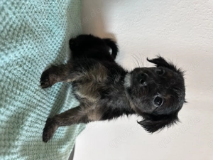  Maltipoo-Welpen   ideal für Allergiker & Familien  Bild 12