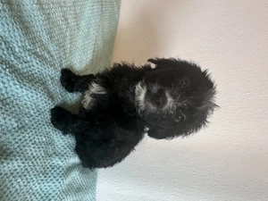  Maltipoo-Welpen   ideal für Allergiker & Familien  Bild 10