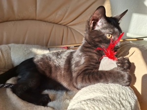 Noch 1 seltenes Bengal Mädchen in melanistic Abgabebereit! Bild 8