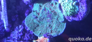 Meerwasser Montipora Bild 5