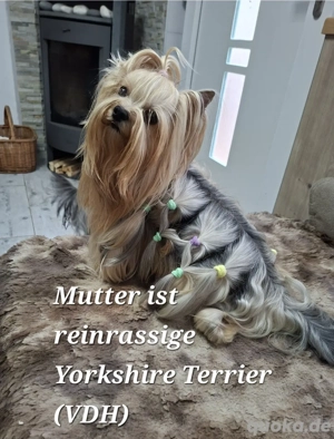 Yorkshire Terrier (welpen)