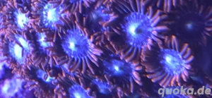 Krustenannemone, Meerwasser 