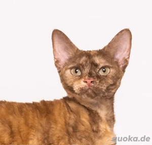 Devon Rex junge Katze zu verkaufen 
