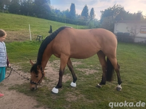 stute , dressurpferd, Springpferd, buckskin Stute abzugeben!