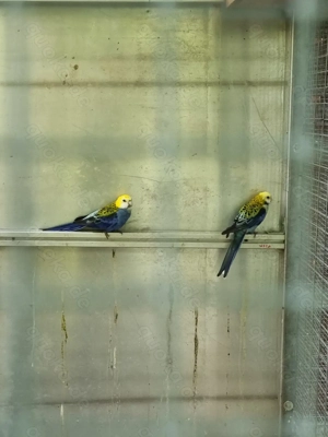 Prachtrosella Pärchen 