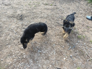 2 Schäferhundwelpen  Bild 4 2 Schäferhundwelpen  Bild 4