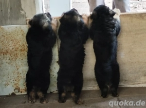 2 Schäferhundwelpen  Bild 3 2 Schäferhundwelpen  Bild 3