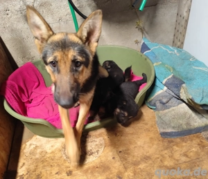 2 Schäferhundwelpen  Bild 2 2 Schäferhundwelpen  Bild 2