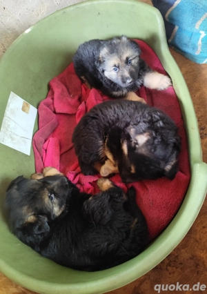 2 Schäferhundwelpen  Bild 5 2 Schäferhundwelpen  Bild 5