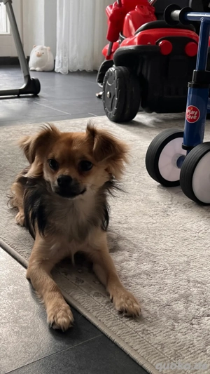 Wundervoller Hund Puka