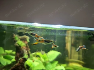 junge Guppys