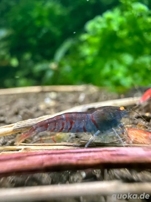 Caridina, Galaxy, Tiger, OE, Fancy, metallic, Zwerggarnelen