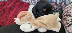 Cavapoo Welpen - Cavalier King Charles Spaniel x Pudel