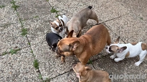 Französiche Bulldoggen Deckrüde 