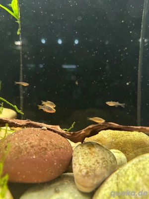 Perlhuhnbärblinge - Danio margaritatus - Galaxy Rasbora