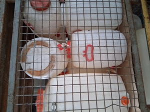 GFK Fässer abzugeben