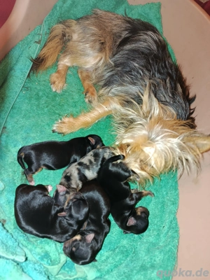 Vorankündigung süße kleine Welpen  Bild 7