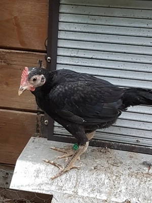 Jungtiere 2,4 Altenglische Zwergkämpfer 