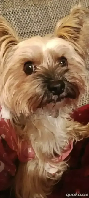 Vorankündigung süße kleine Welpen  Bild 8