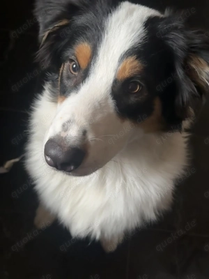 Reinrassiger-Australien Shepherd-Rüde-1 Jahr-Kastriert