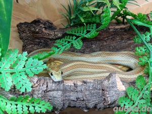 Verkaufe 1 Kornnatter Weibchen Dnz 2024 .