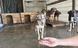 Gibst du Gisbert ein weiches Körbchen?