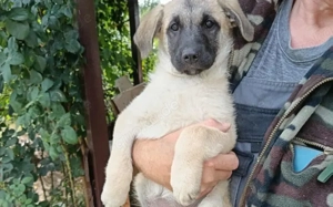 Amber sucht ihre Familie