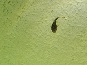 kleine Antennenwelse