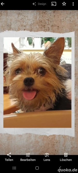 Vorankündigung süße kleine Welpen  Bild 9