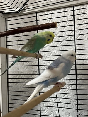 wellensitich Blau Grün