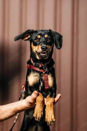 Schöne Fabia sucht liebevolles Zuhause