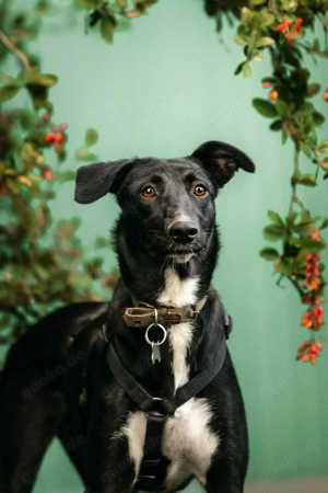 Liebe Stella sucht liebevolles Zuhause