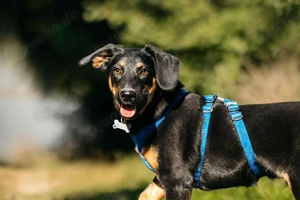 Süßer Ringo sucht liebevolles Zuhause