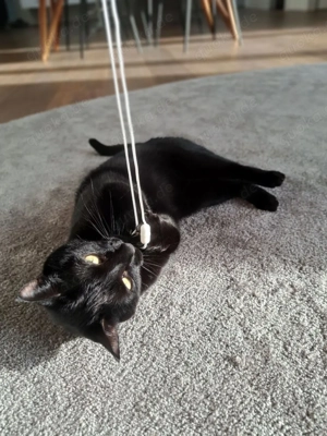 Katzensitting in Frankfurt   liebevolle Betreuung für Ihre Katze 