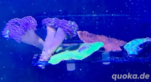 Meerwasser Korallenableger 