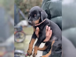 wunderschöne Dobermann welpen!!