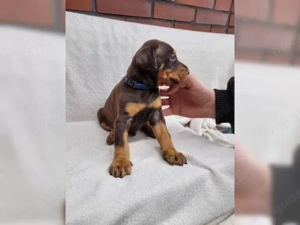 Süße Dobermann Welpen !!