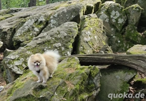 Zauberhafter echter kleiner Pomeranian Bärchen Rüde sucht sein Traumzuhause