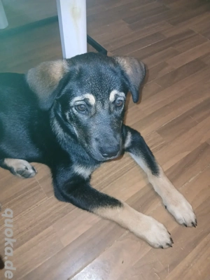 Schäferhund Husky mix Dringend Abzugeben!!!
