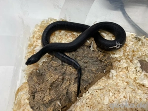 1.3 Pituophis melanoleucus lodingi NZ 2025, schwarze Kiefernatter