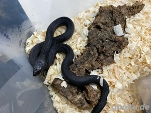 1.3 Pituophis melanoleucus lodingi NZ 2025, schwarze Kiefernatter Bild 5 1.3 Pituophis melanoleucus lodingi NZ 2025, schwarze Kiefernatter Bild 5